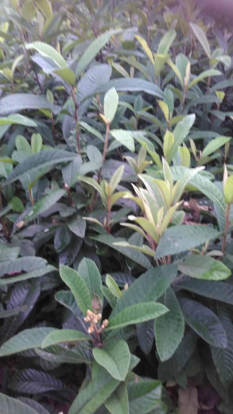 【枇杷苗】大五星枇杷苗自家苗圃种植品质保证欢迎选购