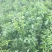 香橙砧沃柑苗技术支持
