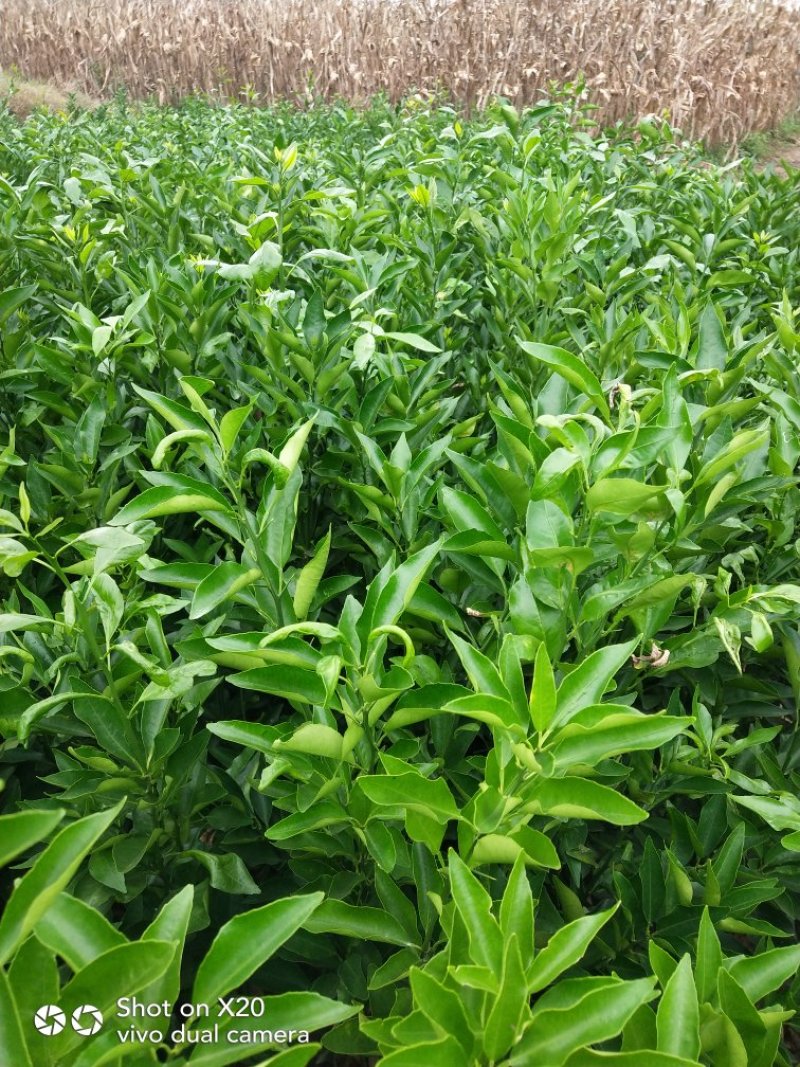 香橙砧沃柑苗技术支持