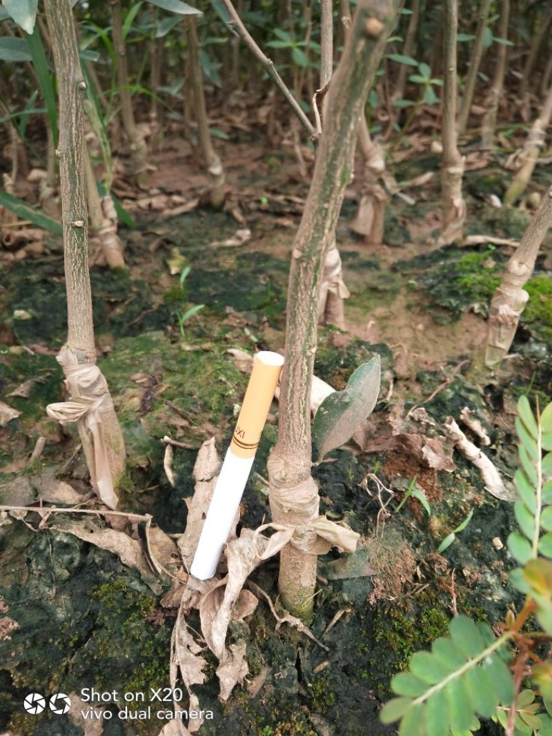 香橙砧沃柑苗技术支持