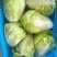 夏阳白菜