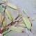 白芨
