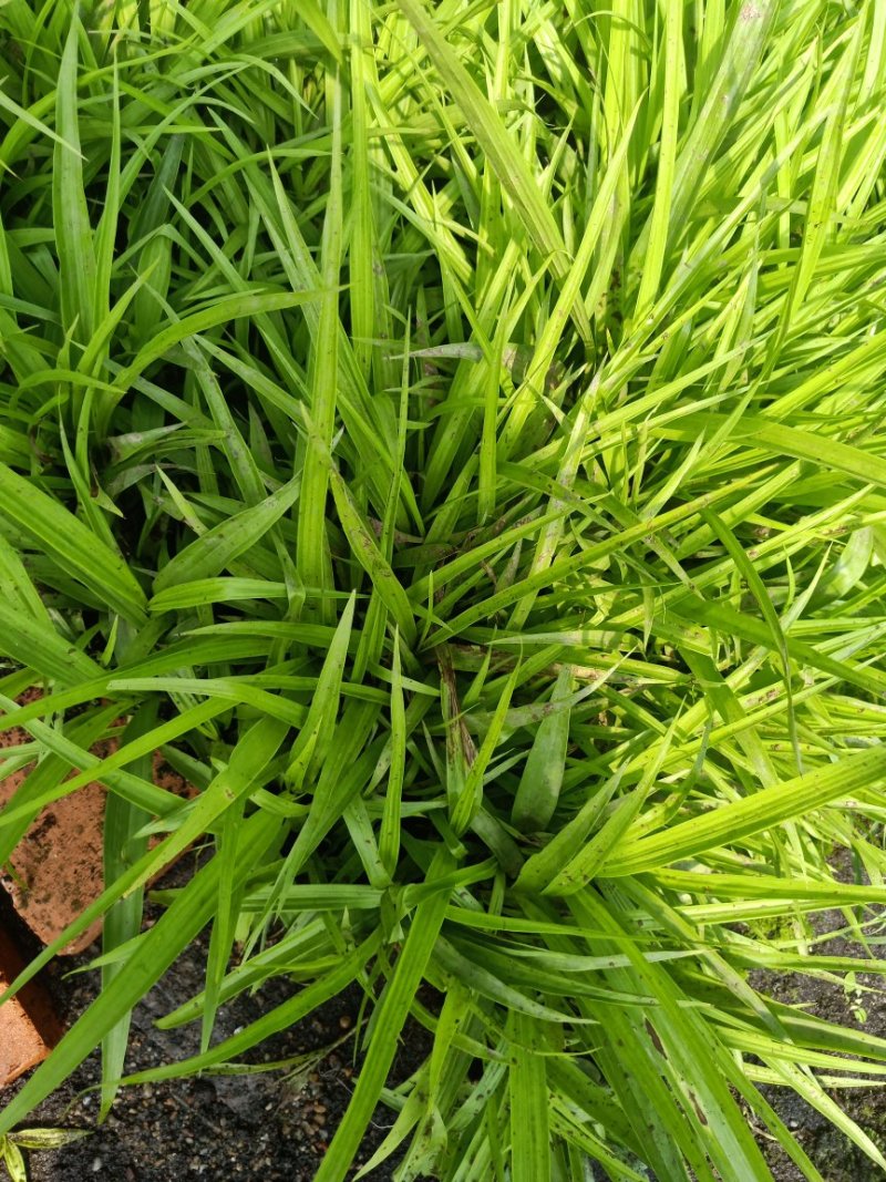 白芨