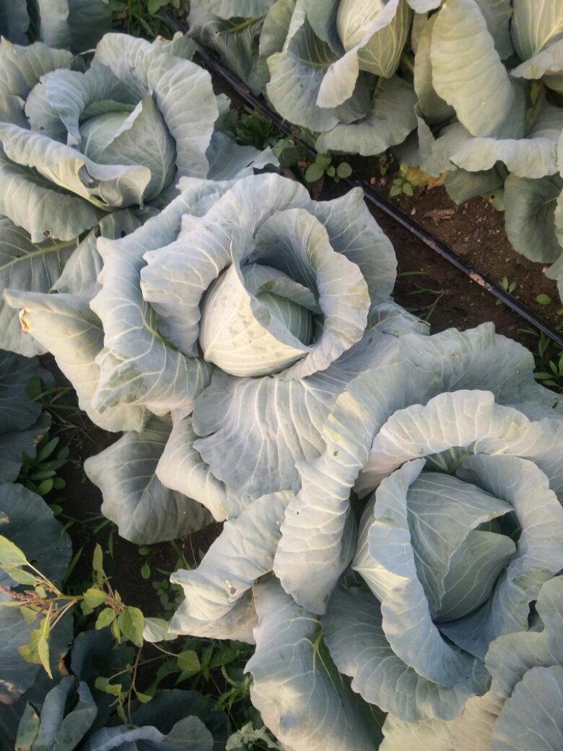 大头菜（扁包）