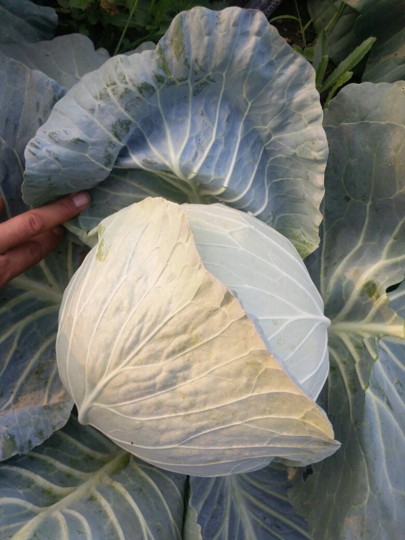 大头菜（扁包）