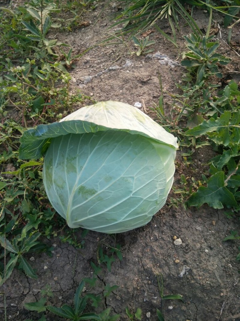 大头菜（扁包）