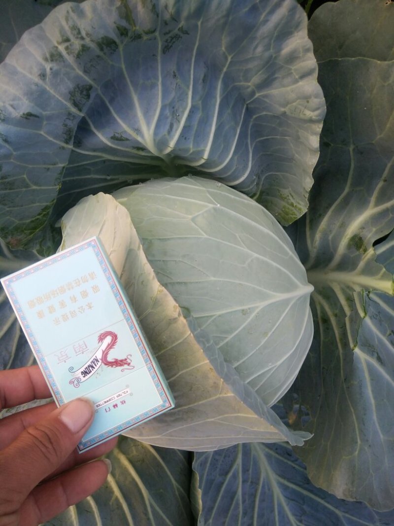 大头菜（扁包）