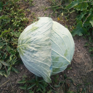 大头菜（扁包）