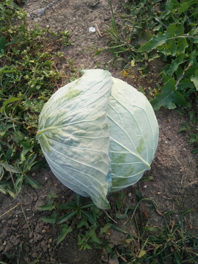 大头菜（扁包）