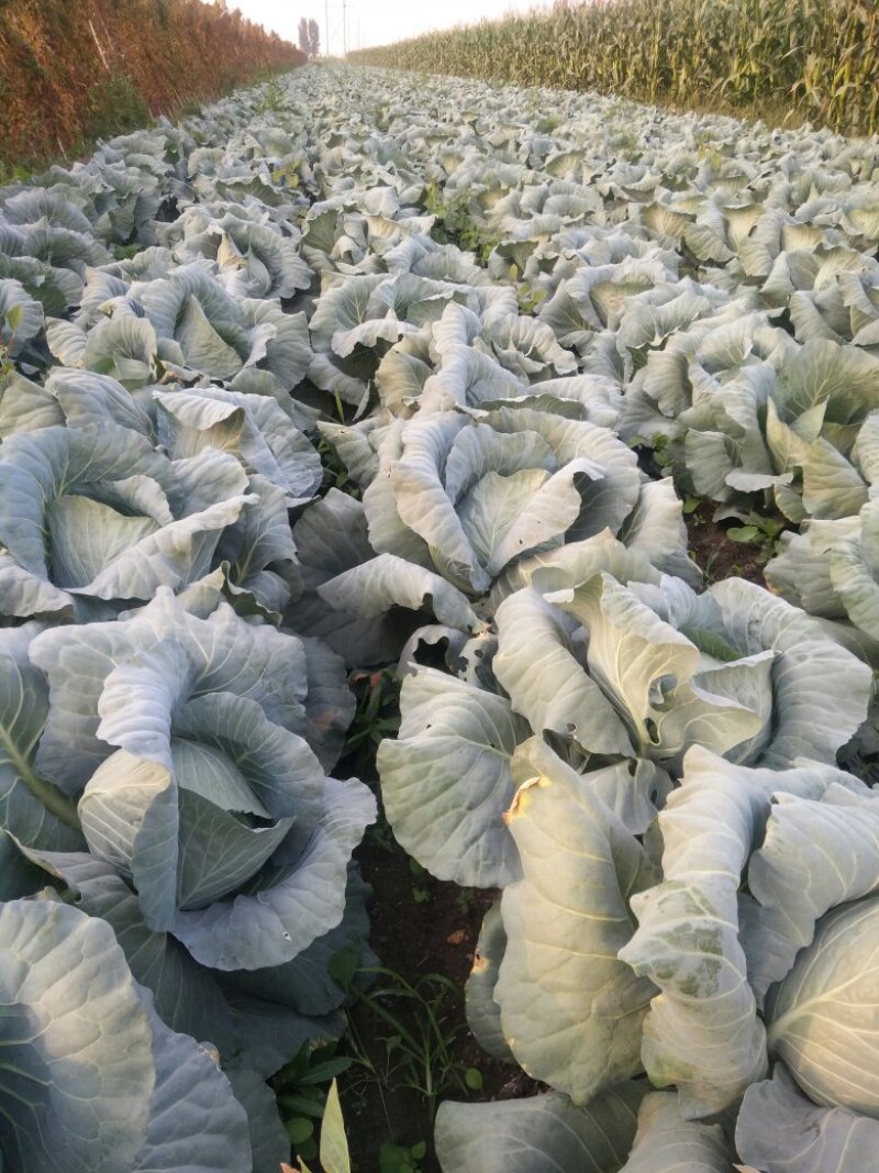 大头菜（扁包）