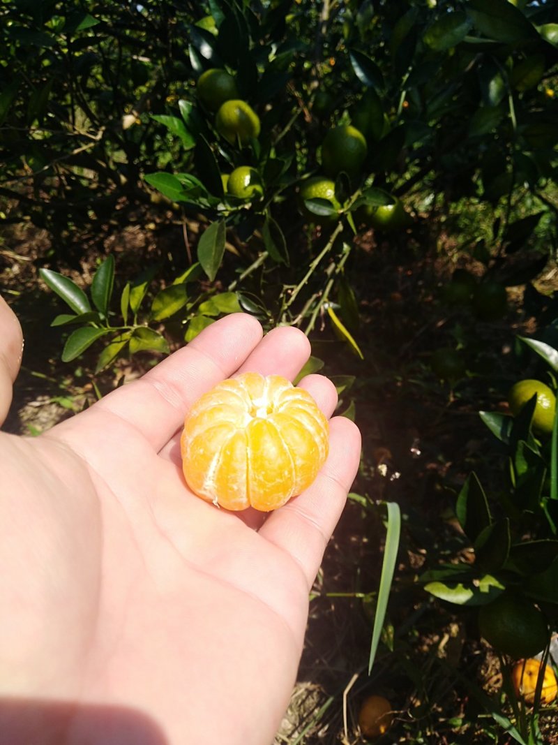 蜜橘，南丰蜜桔已大量上市广西河池地区