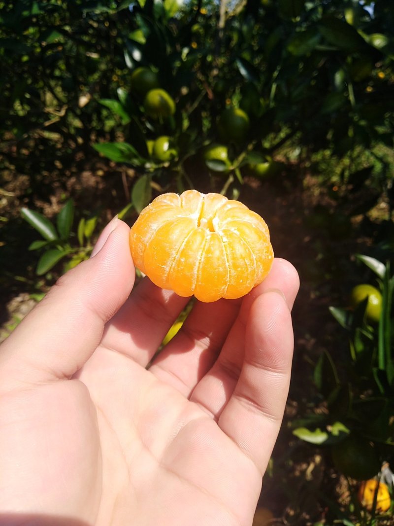 蜜橘，南丰蜜桔已大量上市广西河池地区