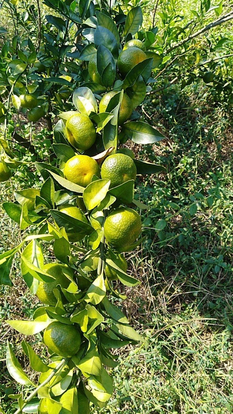 蜜橘，南丰蜜桔已大量上市广西河池地区