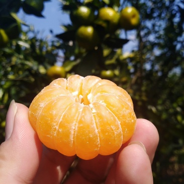 蜜橘，南丰蜜桔已大量上市广西河池地区