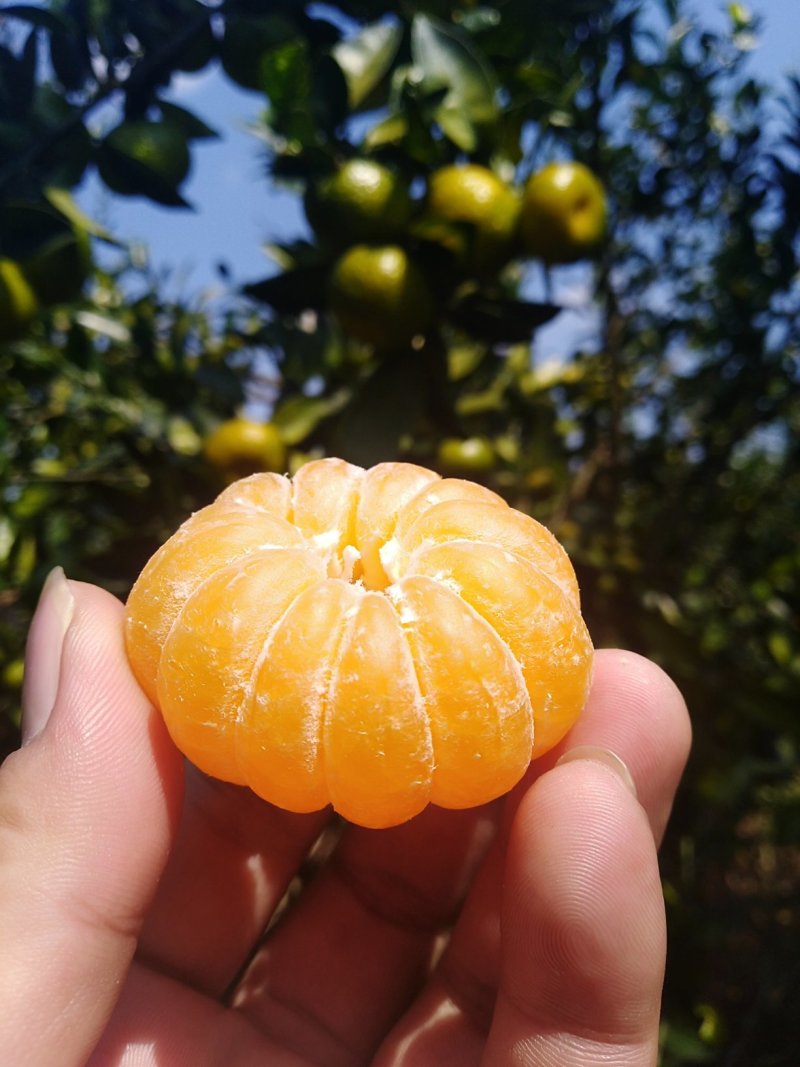 蜜橘，南丰蜜桔已大量上市广西河池地区