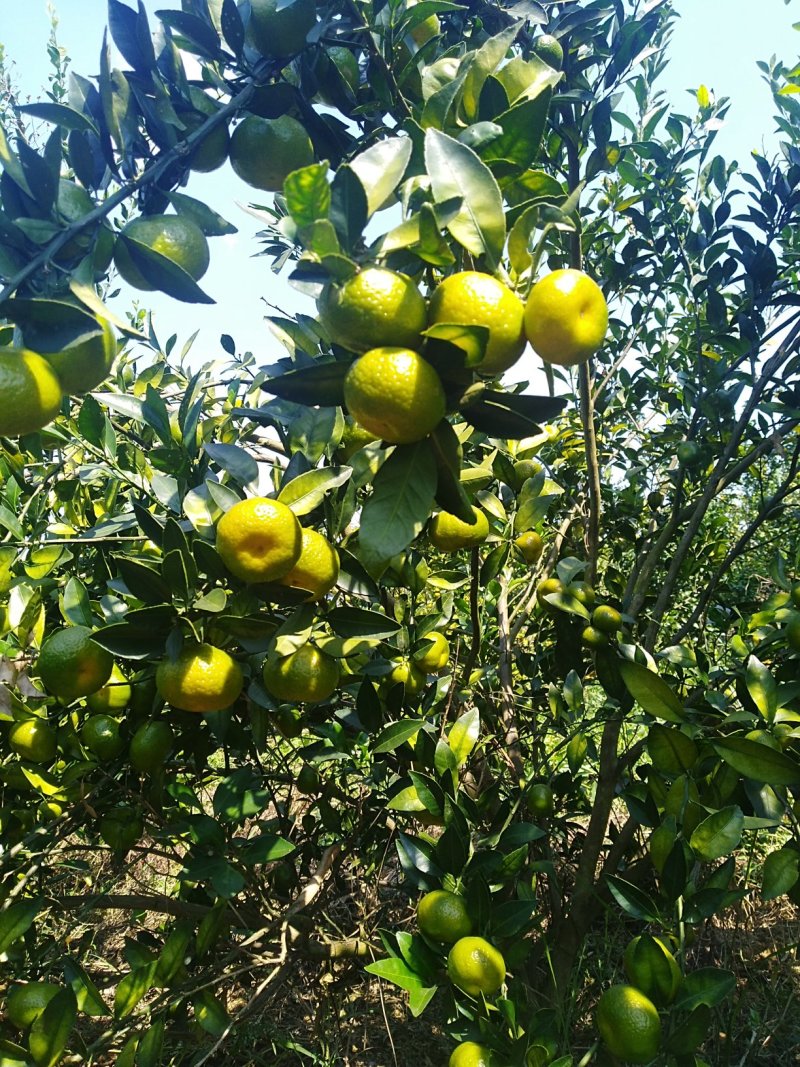蜜橘，南丰蜜桔已大量上市广西河池地区