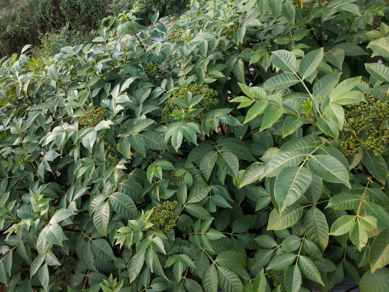 江西，樟树，中花吴茱萸苗木，
