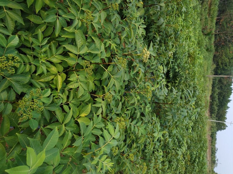 江西，樟树，中花吴茱萸苗木，