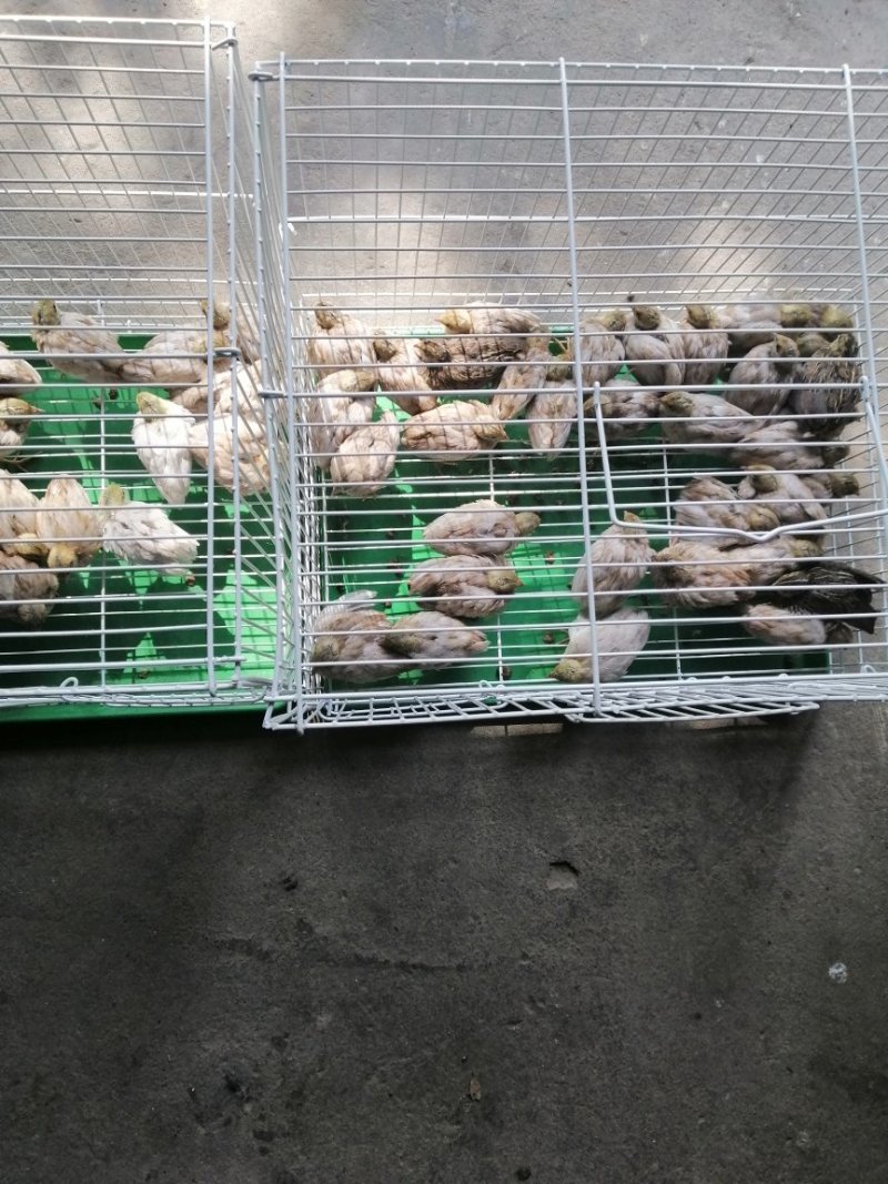芦丁鸡脱温苗
