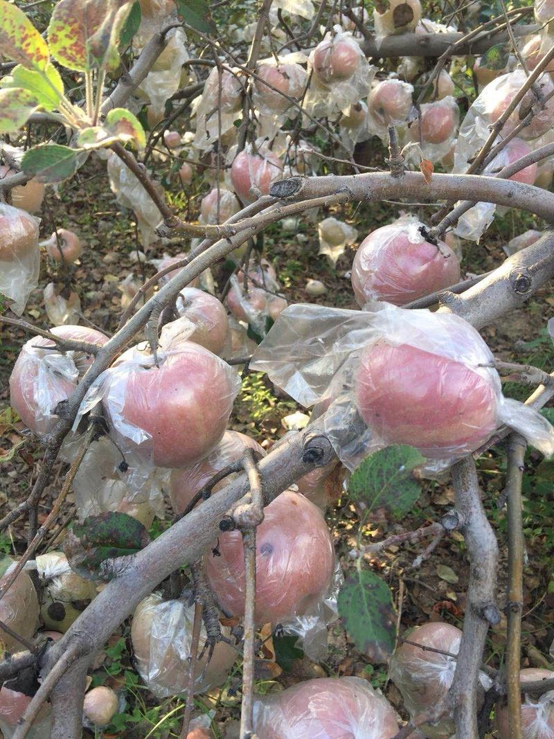 陕西省渭南市大荔县膜袋红富士苹果大量供应中