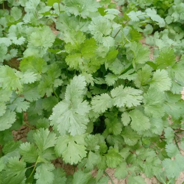 自家种植香菜