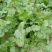 自家种植香菜