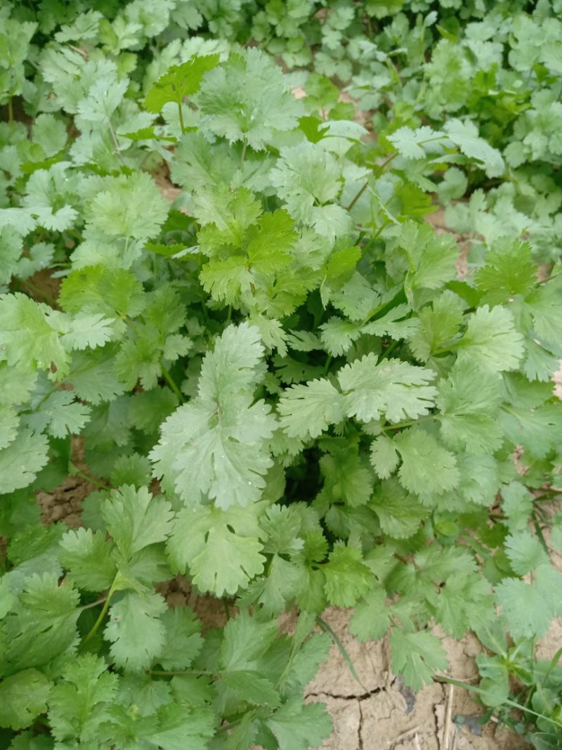 自家种植香菜