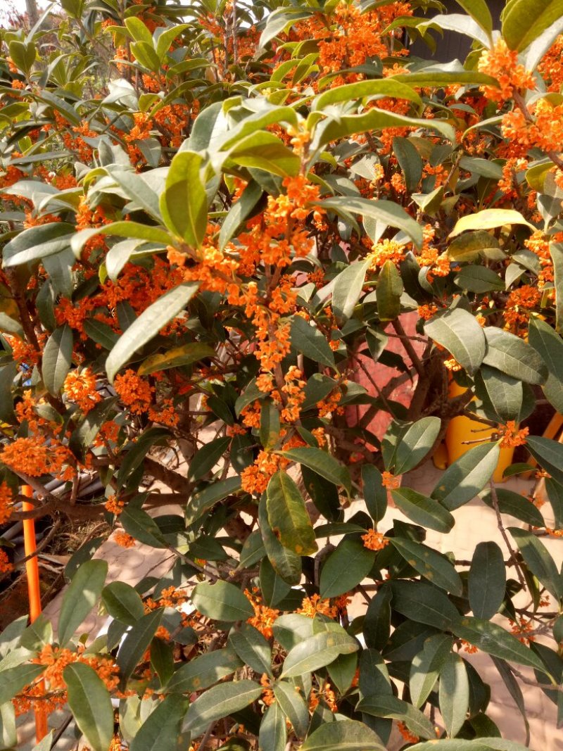 桂花