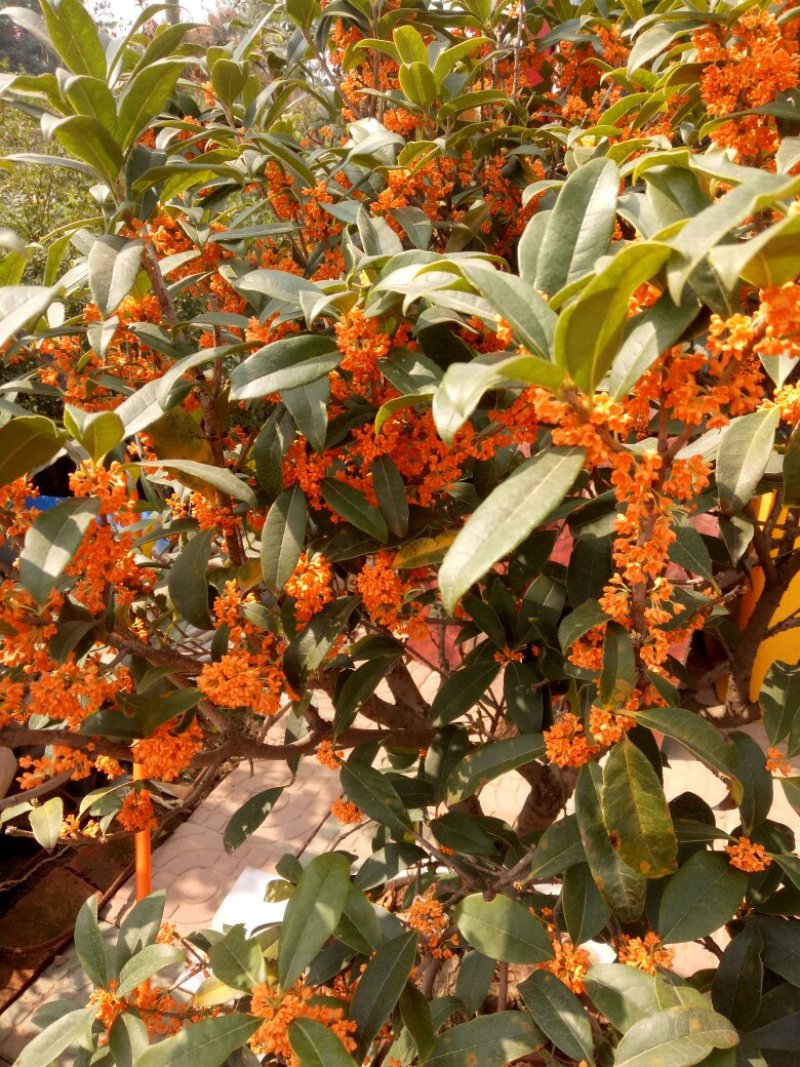 桂花