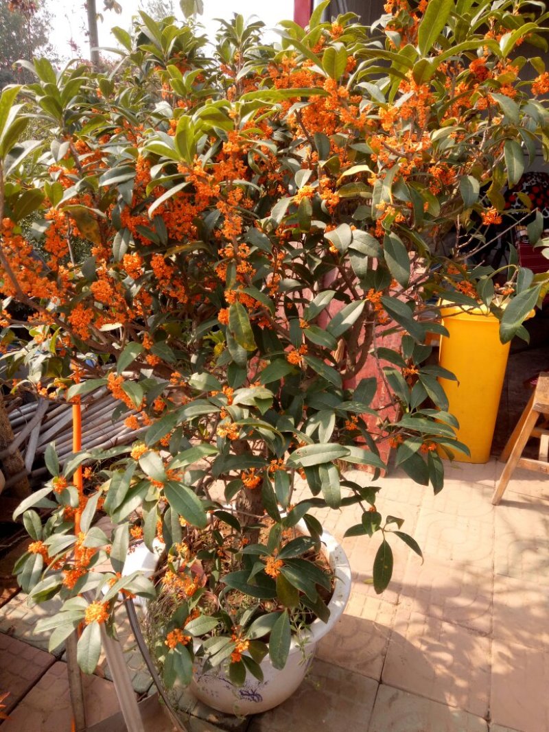 桂花
