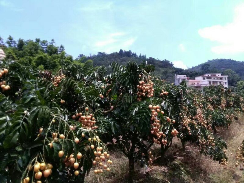 无核黄皮干