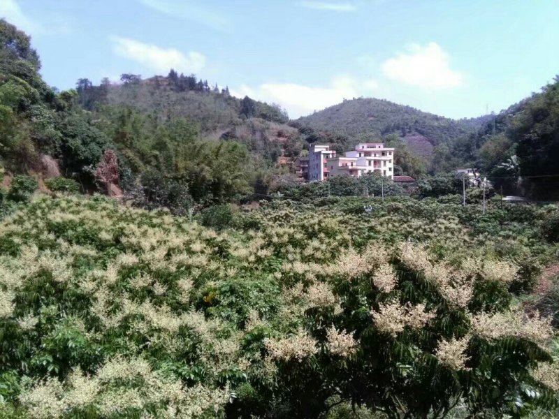 无核黄皮干