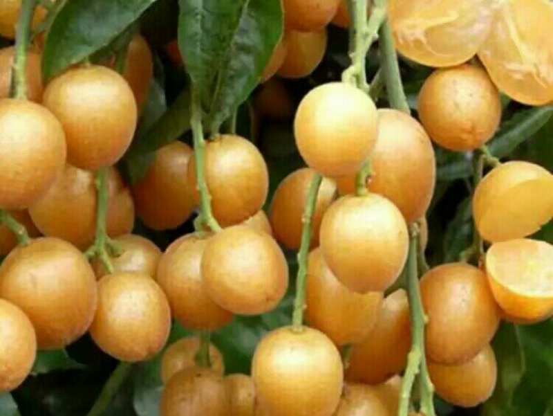 无核黄皮干
