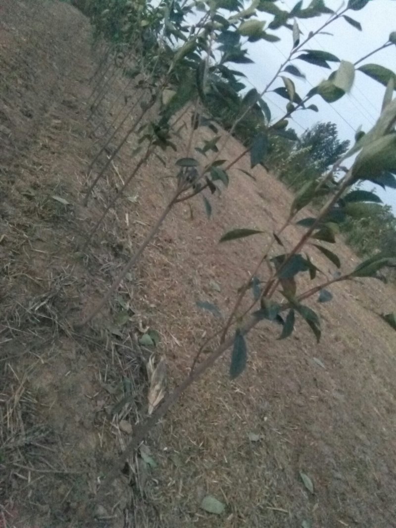 无籽小蜜罐柿子树苗及矮化景观柿子树苗，量大从优