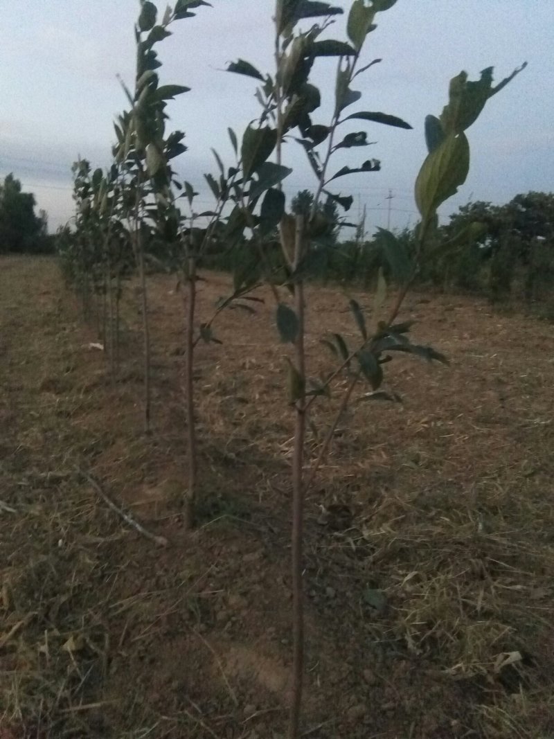 无籽小蜜罐柿子树苗及矮化景观柿子树苗，量大从优