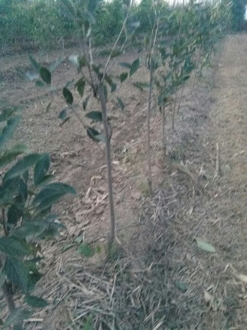 无籽小蜜罐柿子树苗及矮化景观柿子树苗，量大从优