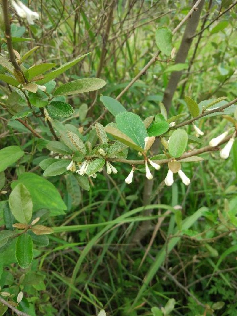 羊奶果苗