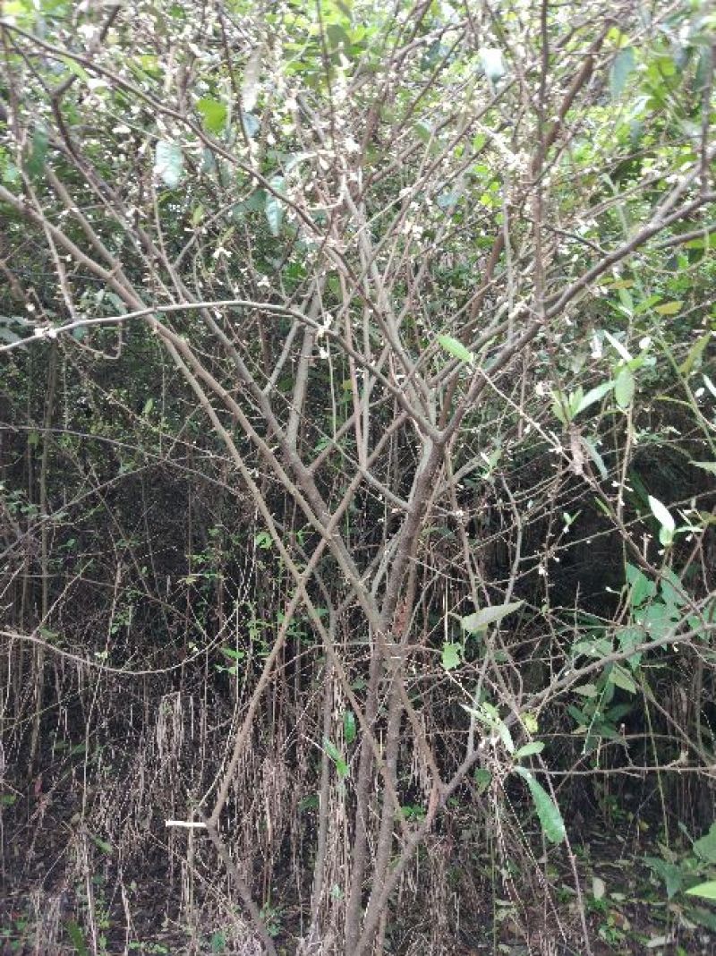 羊奶果苗