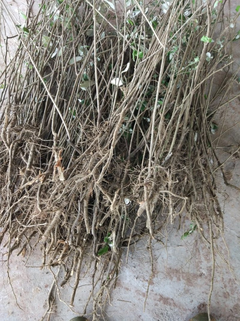 羊奶果苗