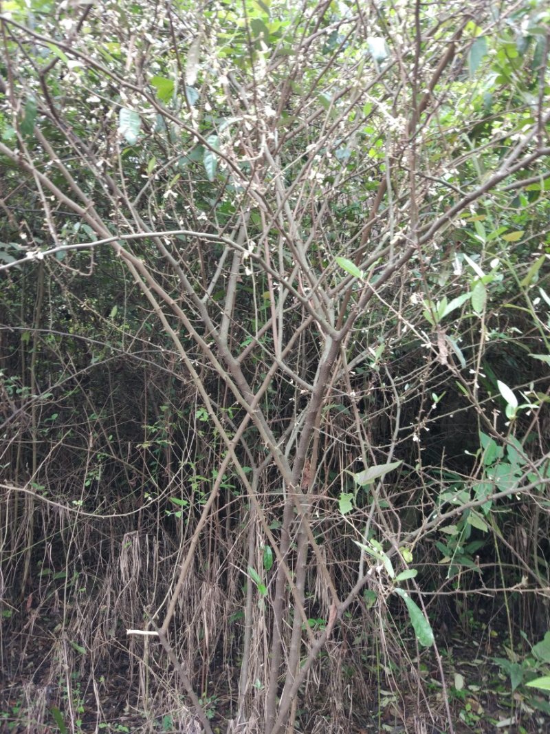 羊奶果苗