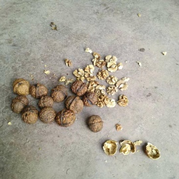 圆菠萝核桃（分白菠萝和红菠萝果，共两个品种)