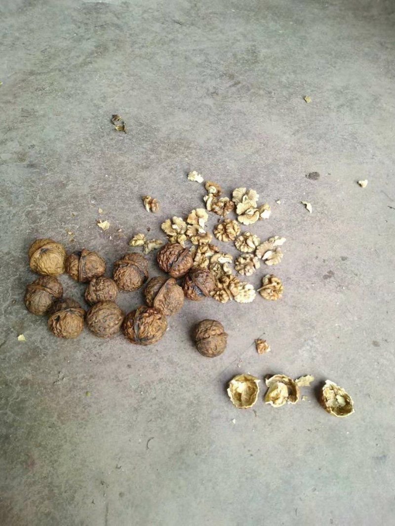 圆菠萝核桃（分白菠萝和红菠萝果，共两个品种)