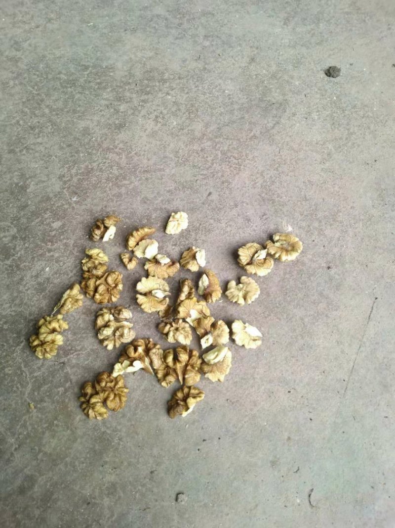 圆菠萝核桃（分白菠萝和红菠萝果，共两个品种)