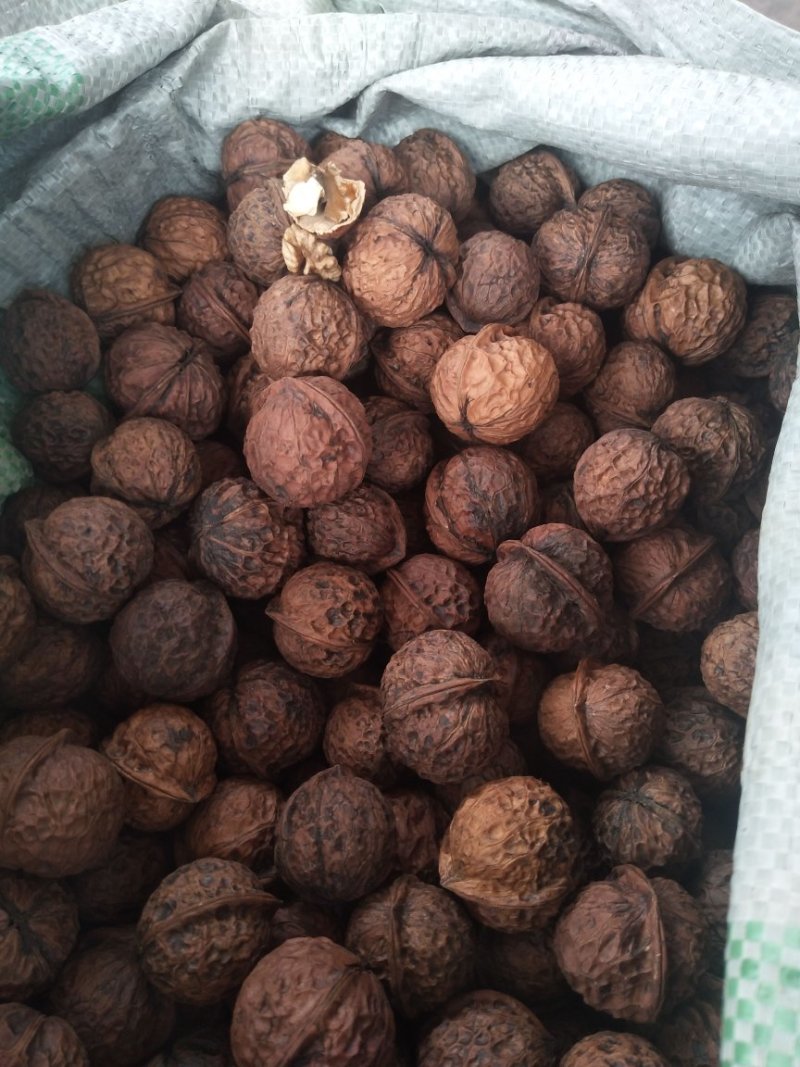 圆菠萝核桃（分白菠萝和红菠萝果，共两个品种)