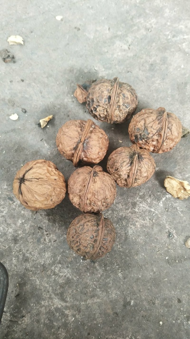 圆菠萝核桃（分白菠萝和红菠萝果，共两个品种)