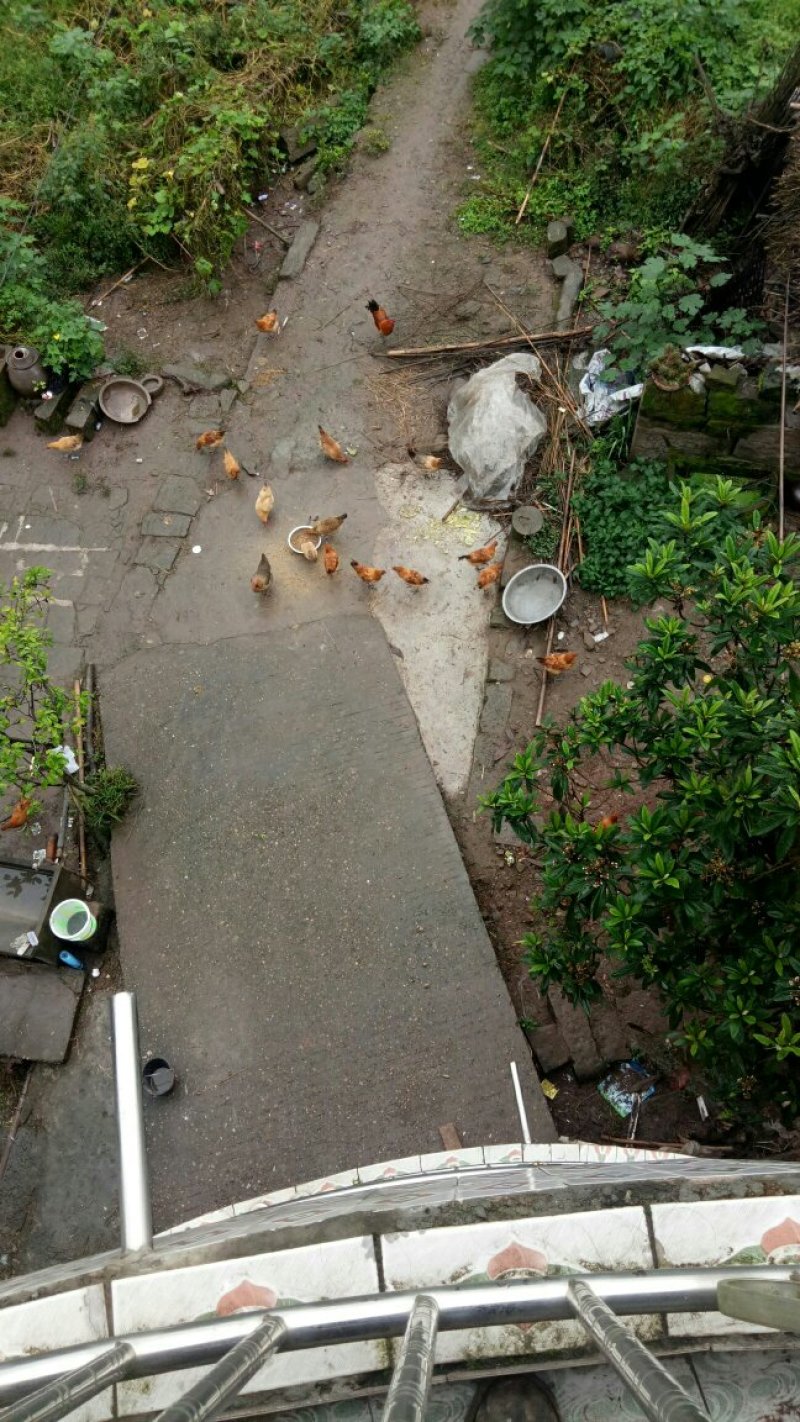 农家土鸡