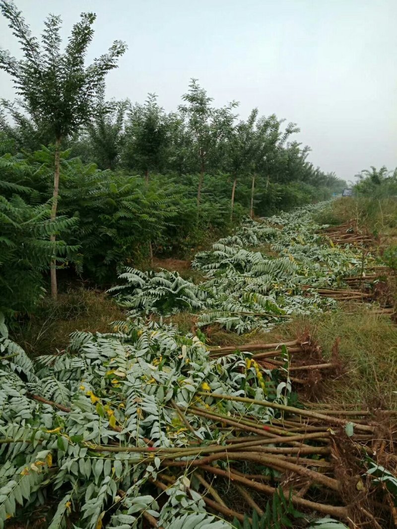 火炬树规格齐全价格低廉！火炬树苗易成活低价格