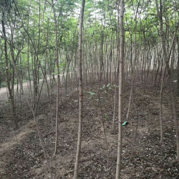 火炬树规格齐全价格低廉！火炬树苗易成活低价格
