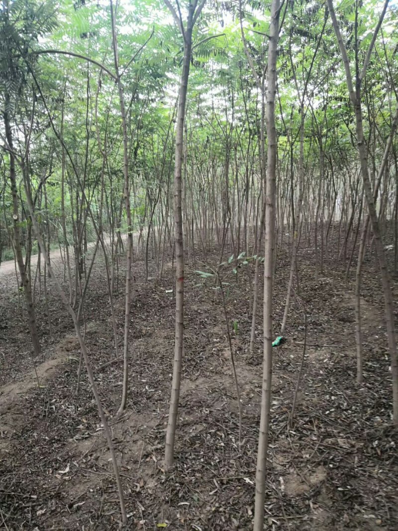 火炬树规格齐全价格低廉！火炬树苗易成活低价格