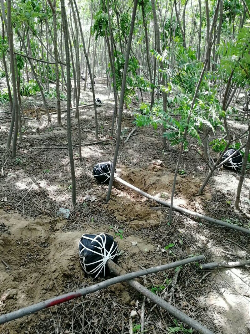 火炬树规格齐全价格低廉！火炬树苗易成活低价格
